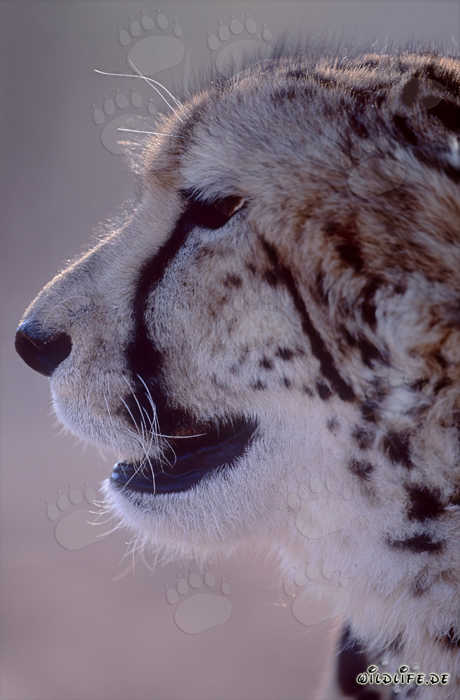 Portrait fascinant d'un majestueux guépard royal