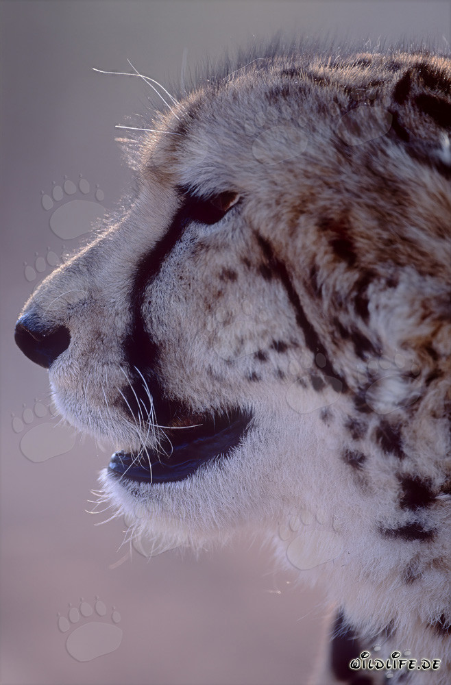 Fascinating Portrait of a Majestic King Cheetah
