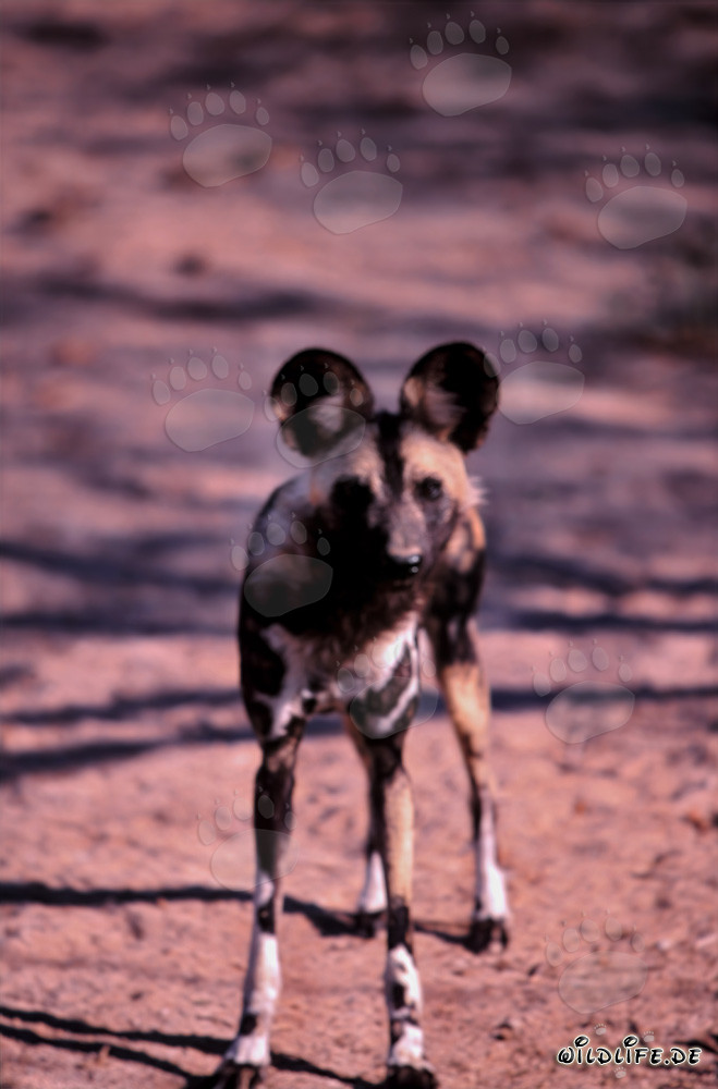 Cute African Wild Dog Puppy exploring the savanna at sunrise