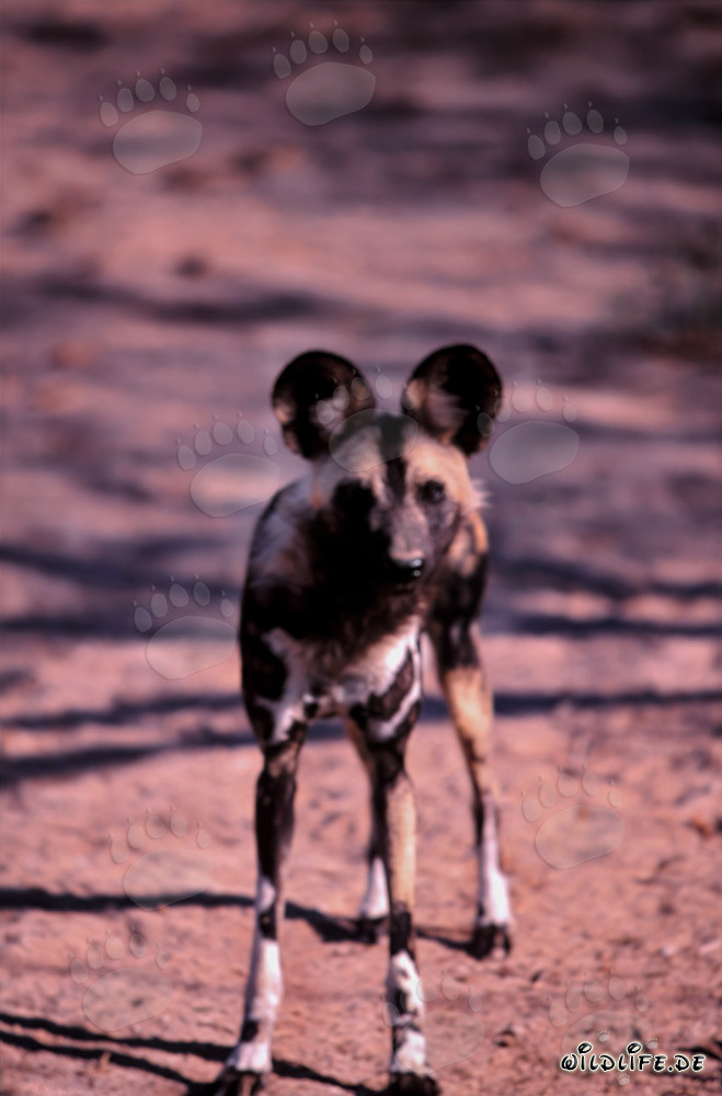 Süßer Afrikanischer Wildhund Welpe erkundet die Savanne bei Sonnenaufgang
