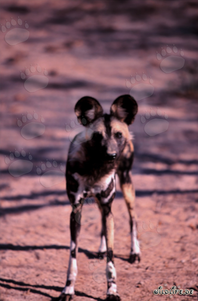 Cachorro de licaón africano explorando la sabana al amanecer
