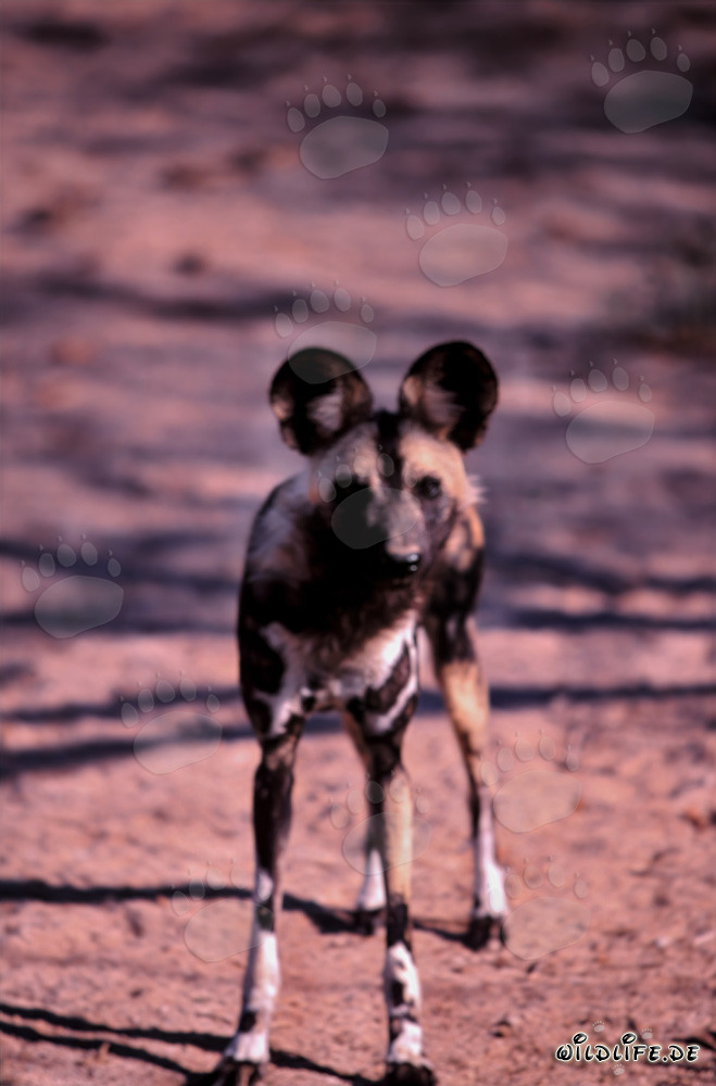 Adorabile cucciolo di licaone africano esplora la savana all'alba