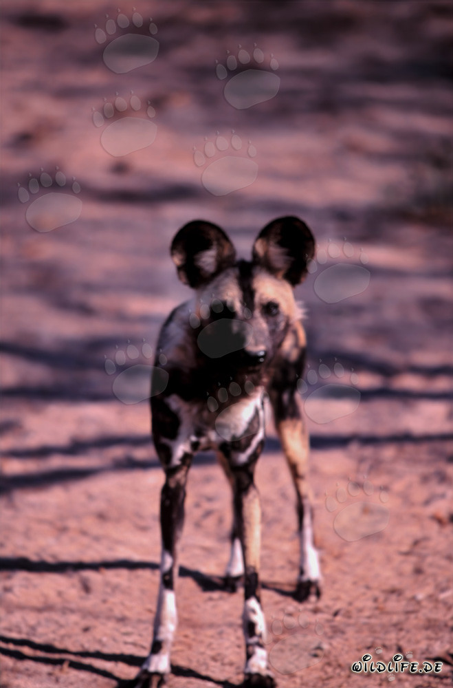 Adorable chiot de lycaon d'Afrique explore la savane au lever du soleil
