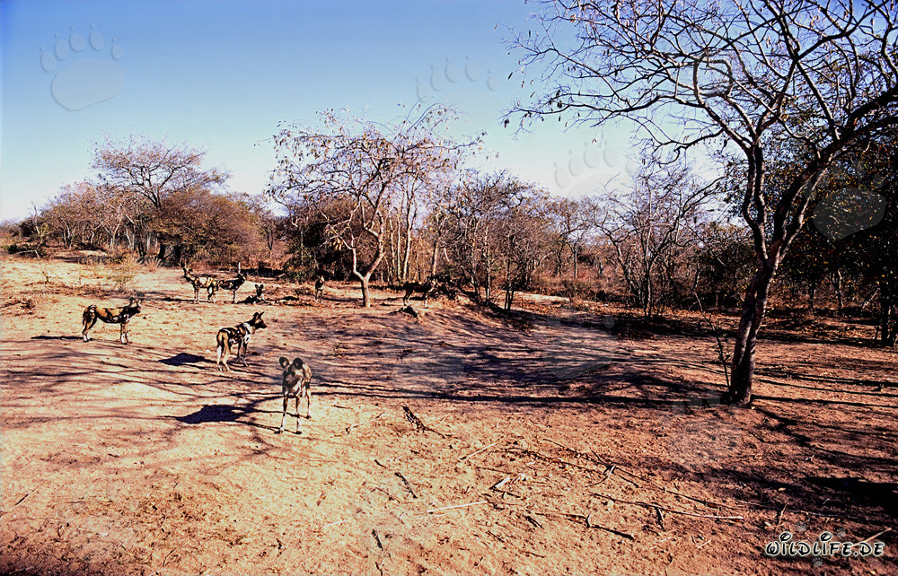 Faszinierende Afrikanische Wildhunde in der Savanne
