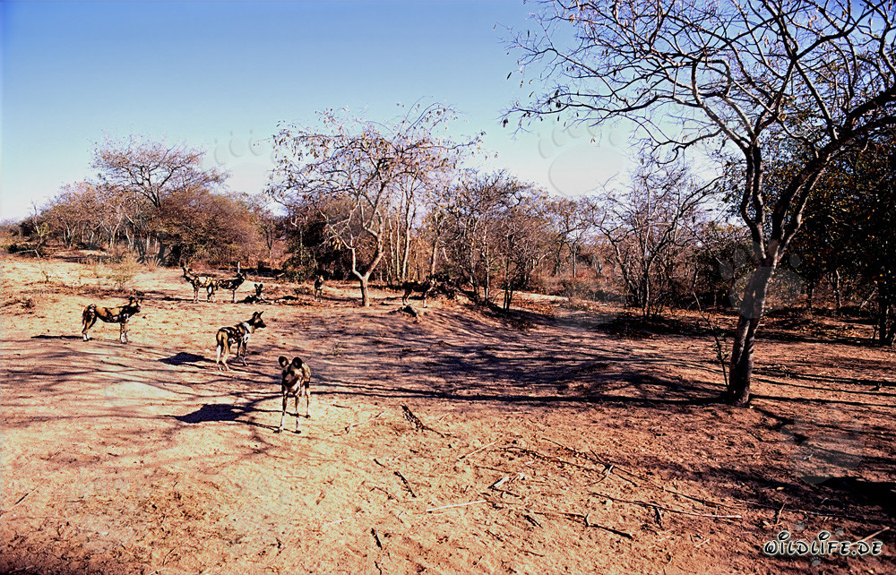 Affascinanti Cani Selvatici Africani nella savana
