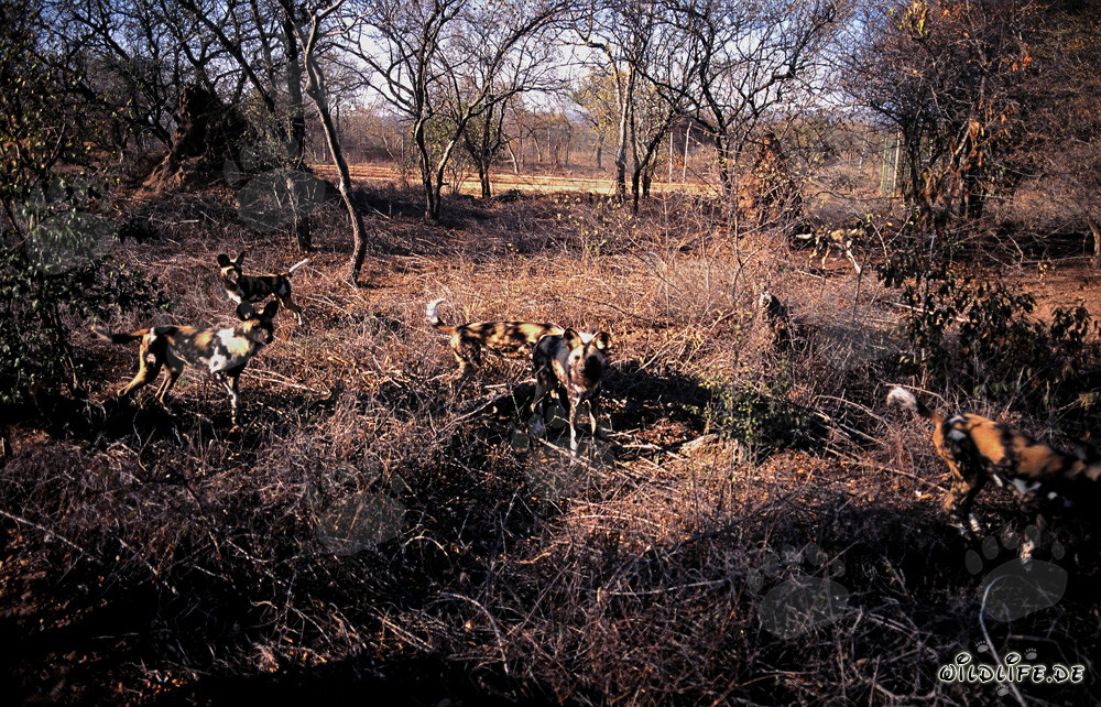 Fascinating African Wild Dogs in South Africa