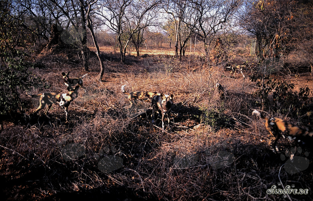 Faszinierende Afrikanische Wildhunde in Südafrika