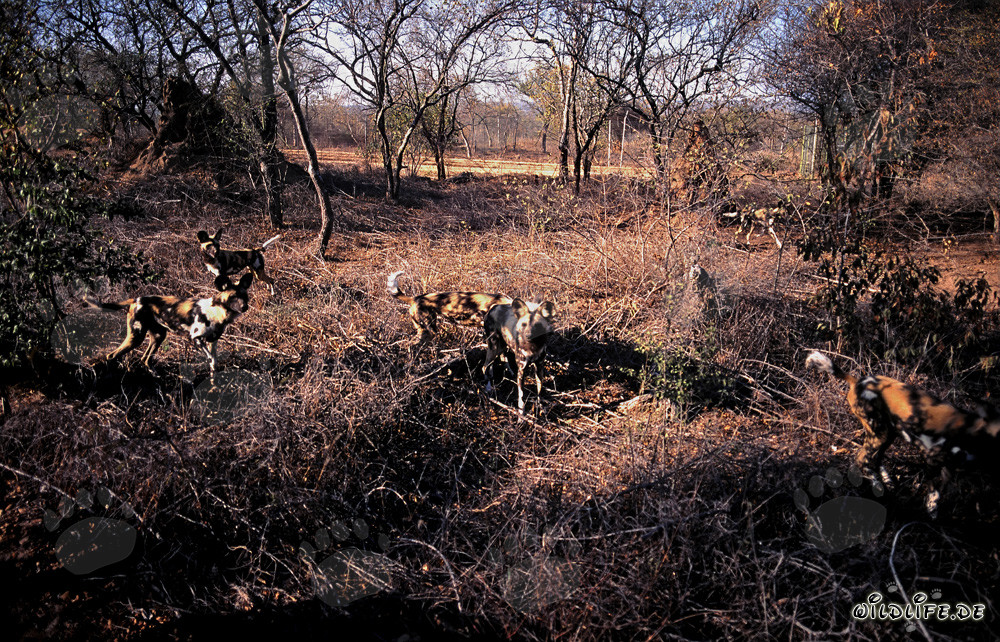 Fascinants Chiens sauvages africains en Afrique du Sud