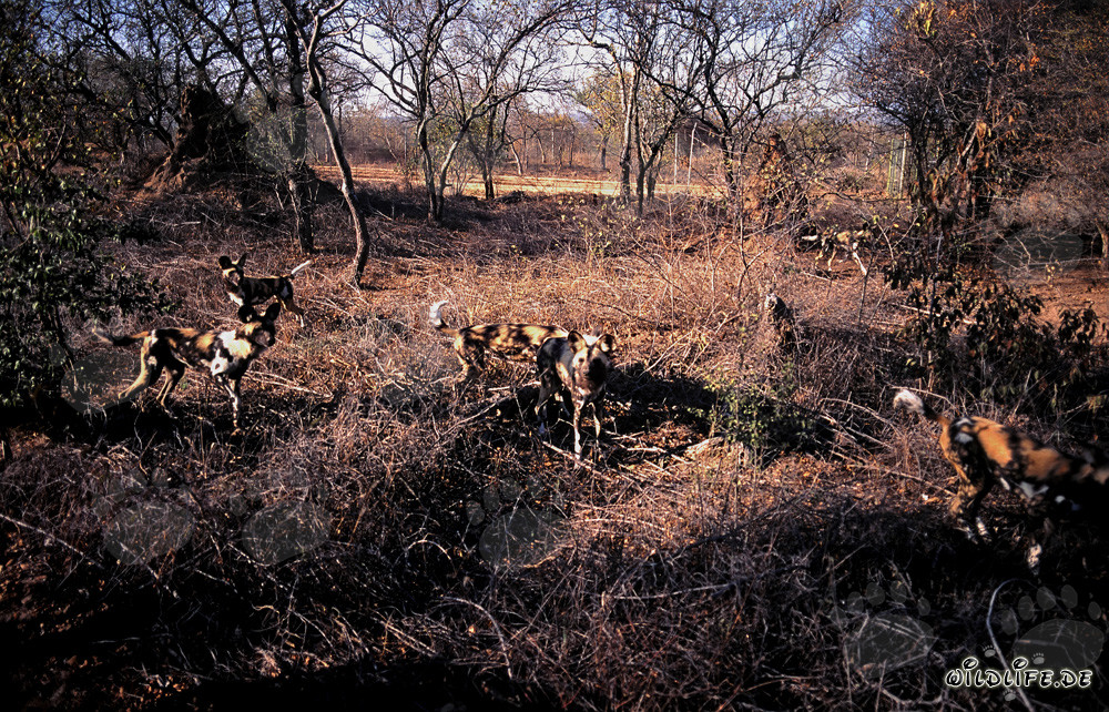 Fascinantes Perros salvajes africanos en Sudáfrica