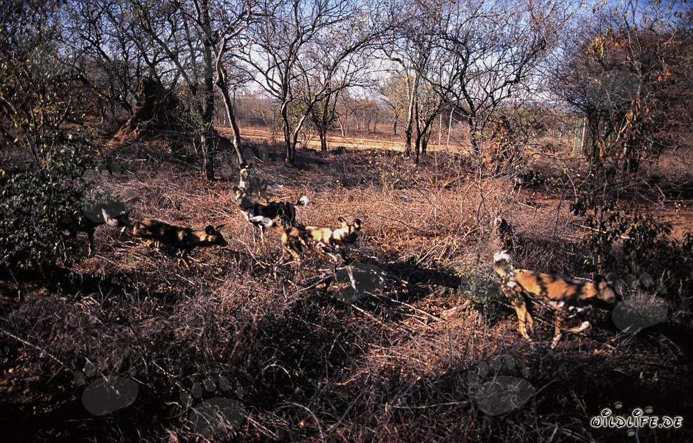 Fascinating African Wild Dogs in their Natural Habitat