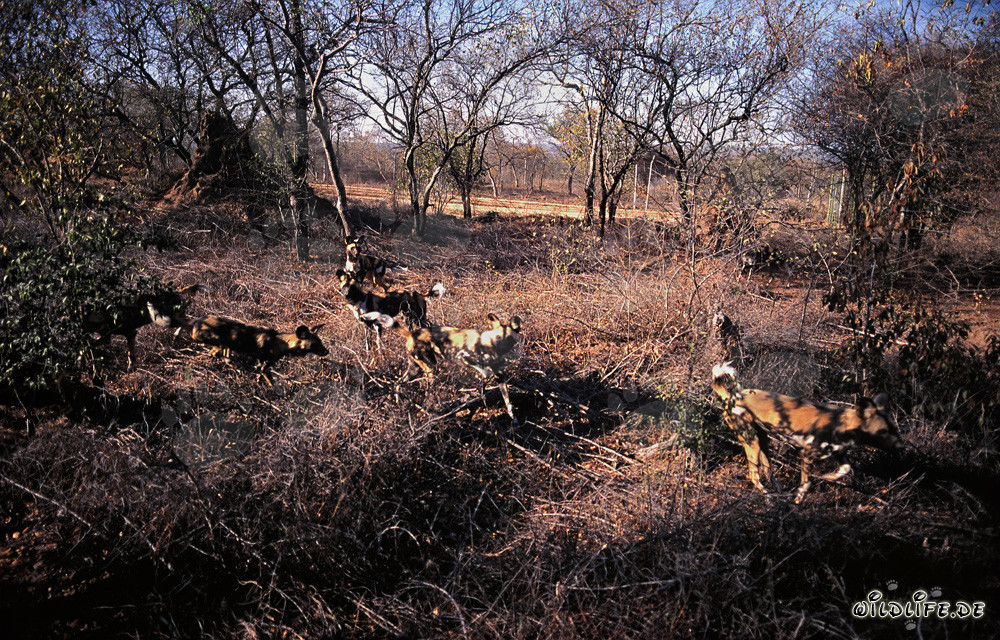 Faszinierende Afrikanische Wildhunde in ihrer natürlichen Umgebung