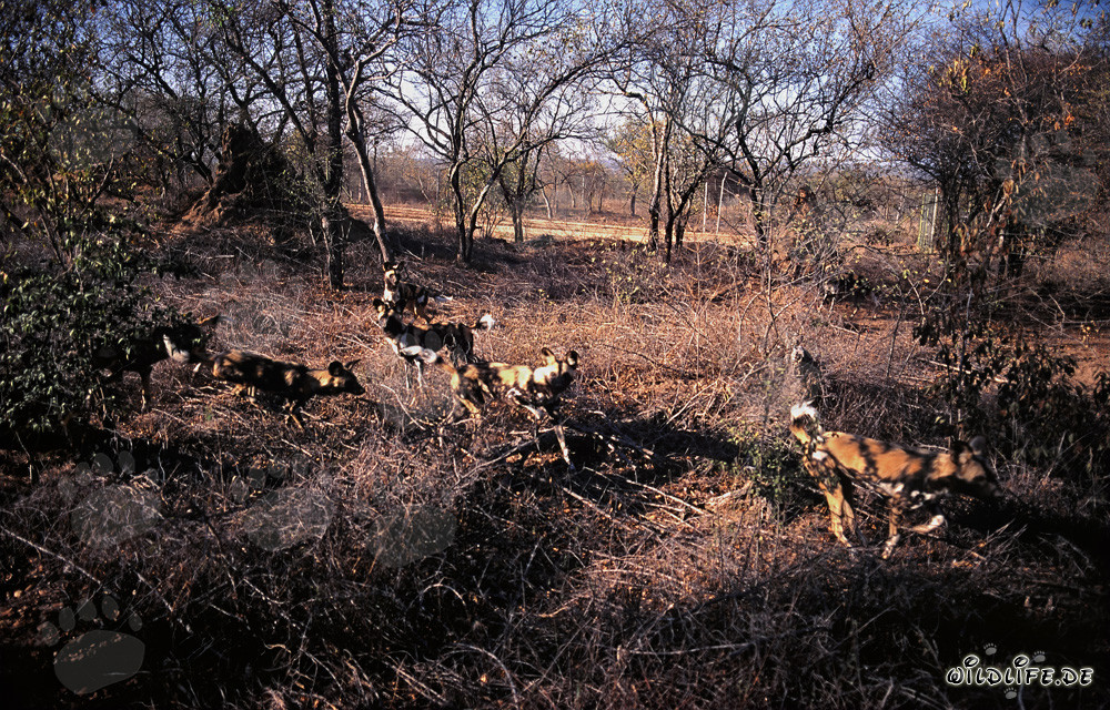 Affascinanti Cani Selvatici Africani nel loro ambiente naturale