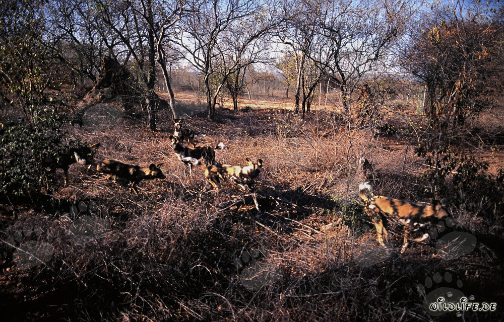 Fascinantes Perros Salvajes Africanos en su entorno natural