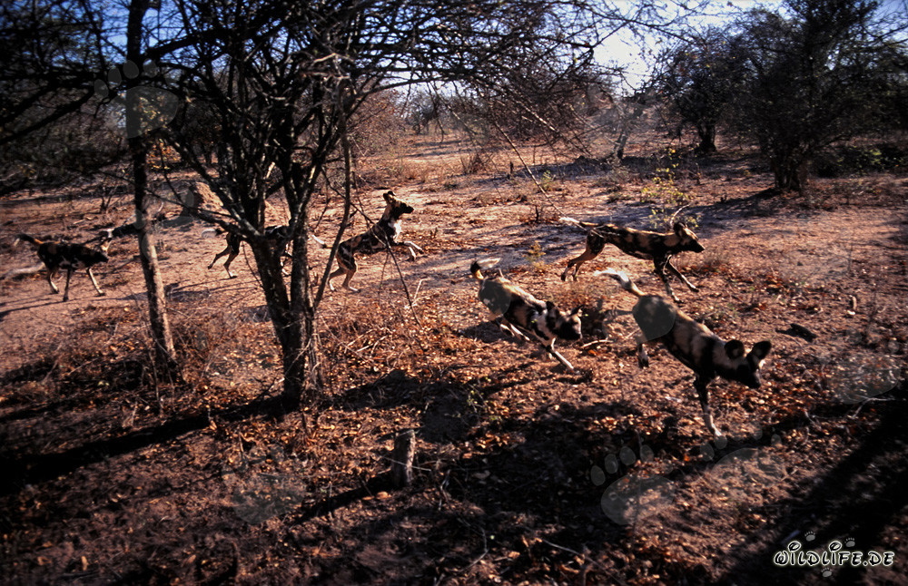 Fascinating African Wild Dogs in the Savanna of South Africa