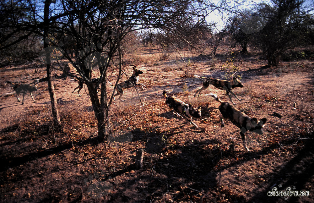 Faszinierende Afrikanische Wildhunde in der Savanne von Südafrika