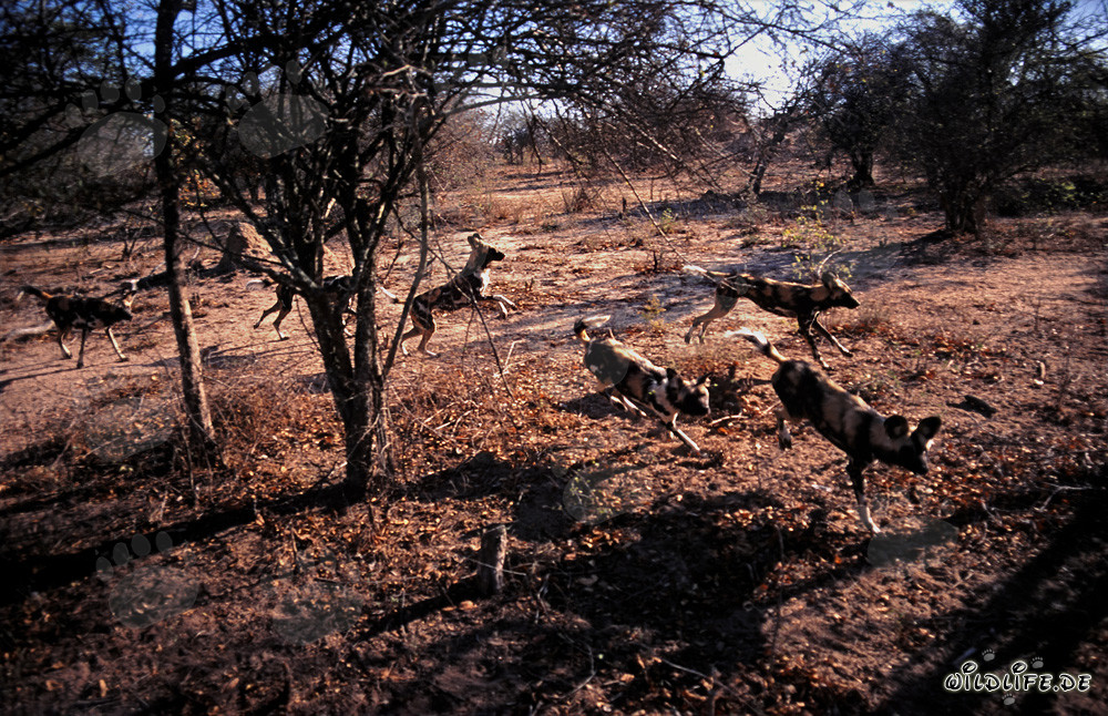 Fascinants Chiens sauvages africains dans la savane d'Afrique du Sud