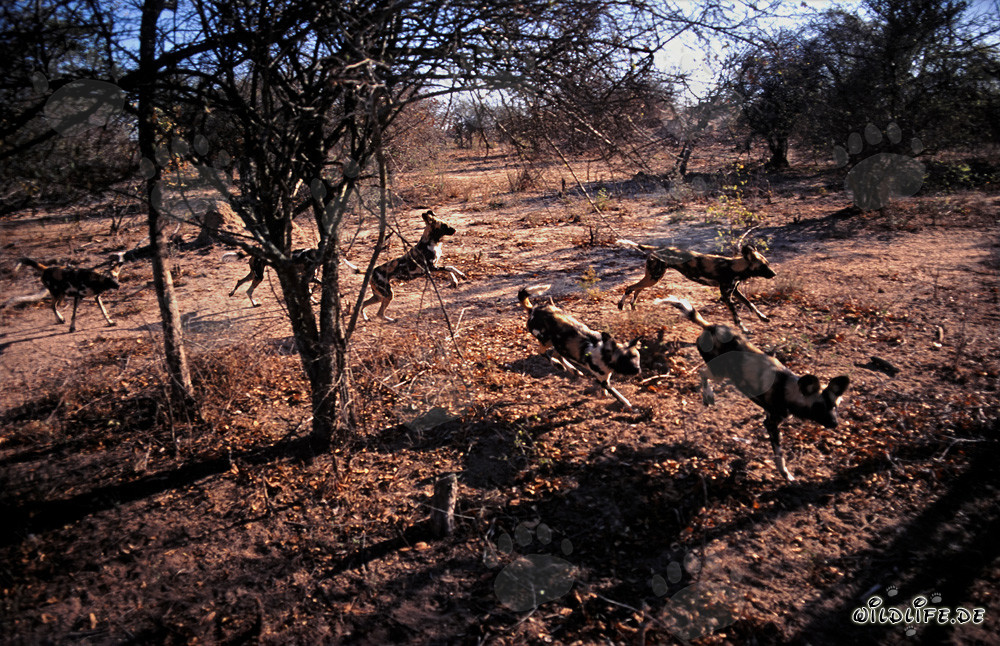 Fascinantes Perros salvajes africanos en la sabana de Sudáfrica