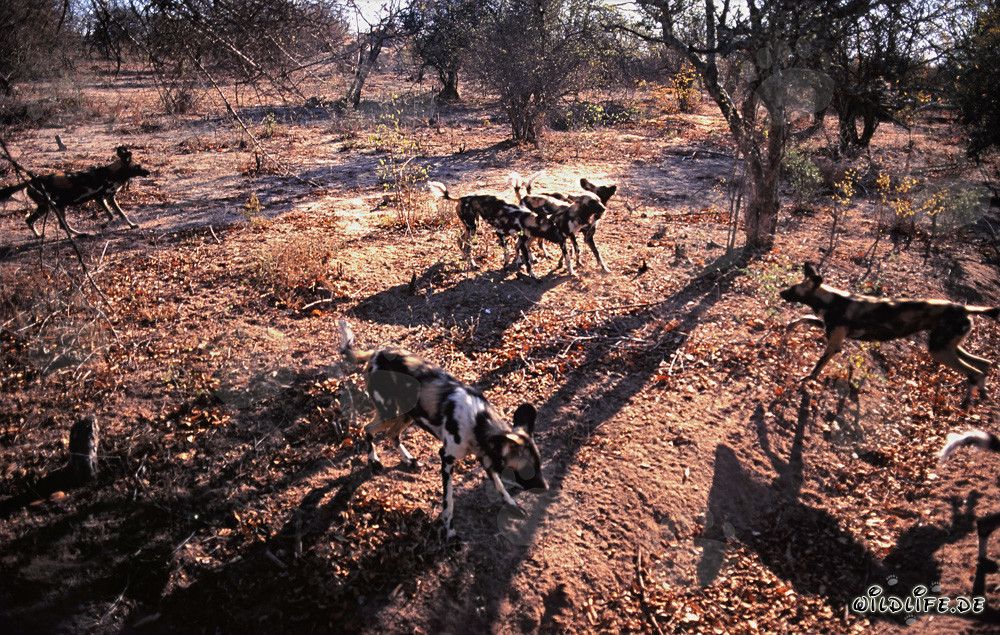 Fascination African Wild Dogs