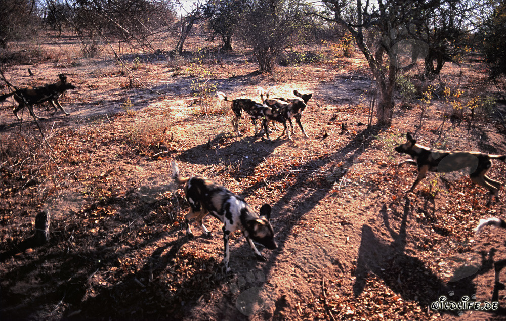 Faszination Afrikanische Wildhunde