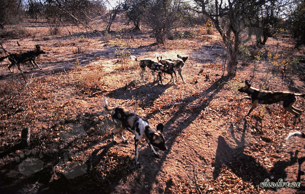Fascino dei Cani Selvatici Africani