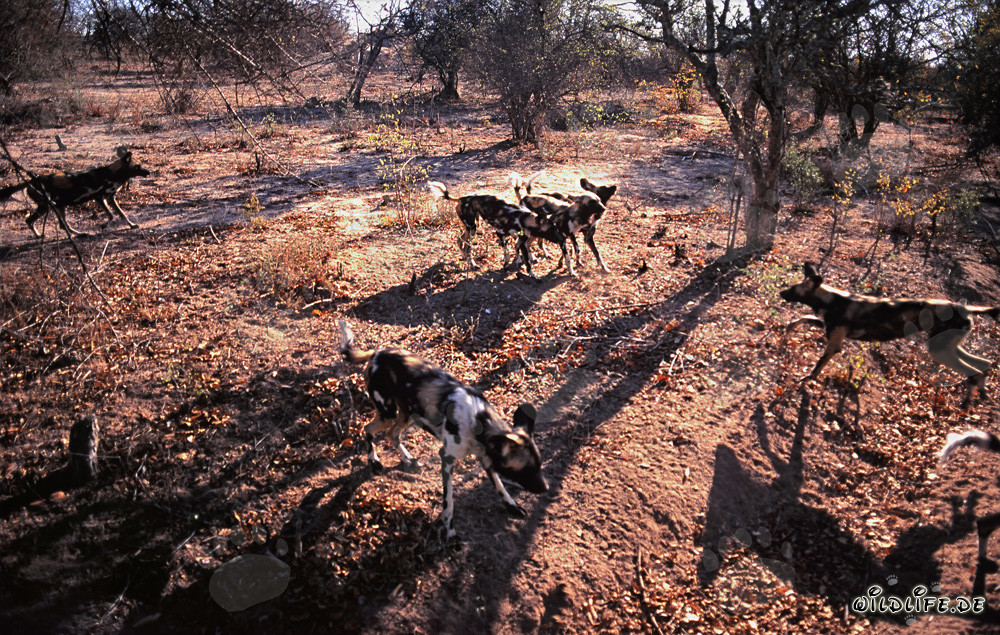 Fascinación por los Perros Salvajes Africanos