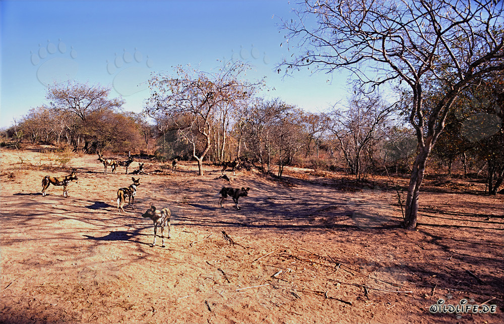 Fascinating African Wild Dogs in the Savannah of South Africa