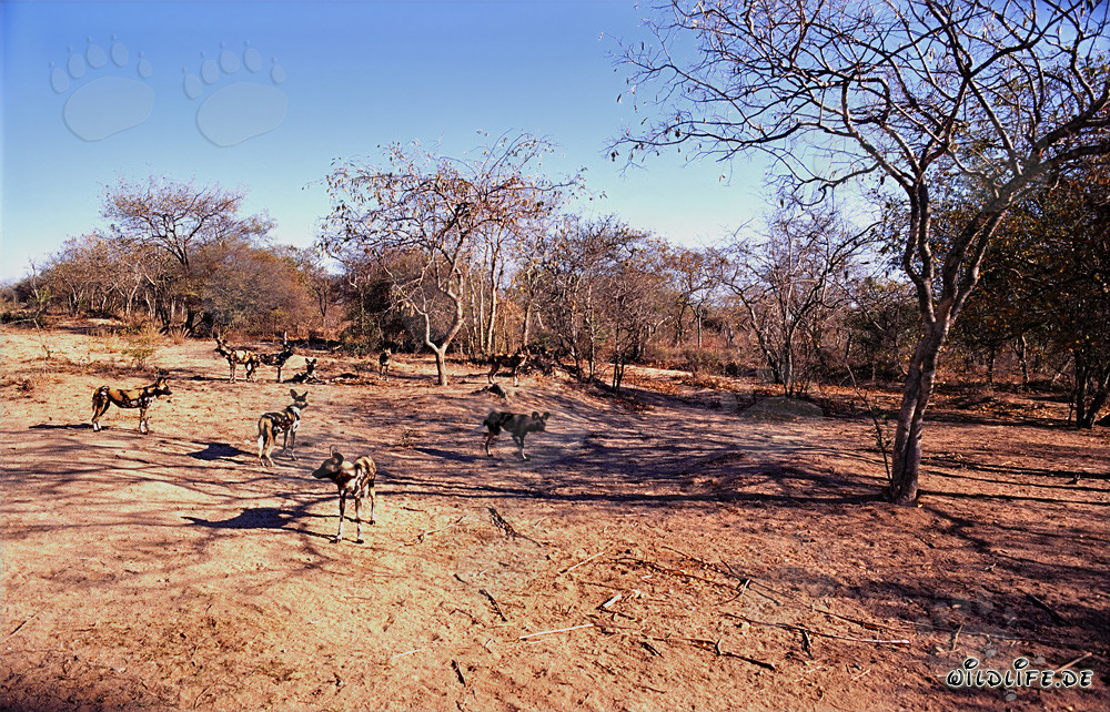 Affascinanti Cani Selvatici Africani nella savana del Sudafrica