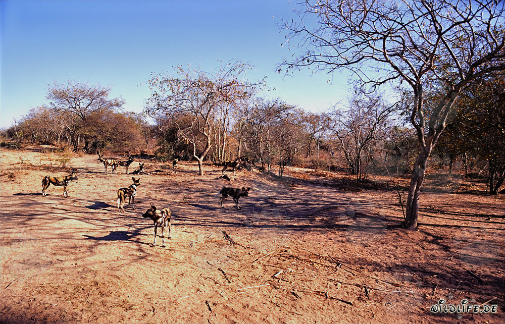 Les fascinants Lycaons d'Afrique dans la savane d'Afrique du Sud