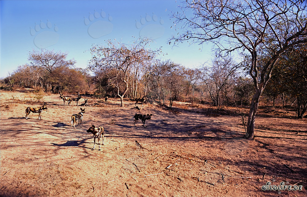Fascinantes Perros Salvajes Africanos en la sabana de Sudáfrica