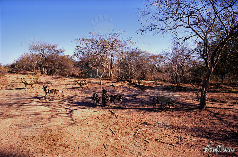 Faszinierende Afrikanische Wildhunde in der Savanne von Südafrika