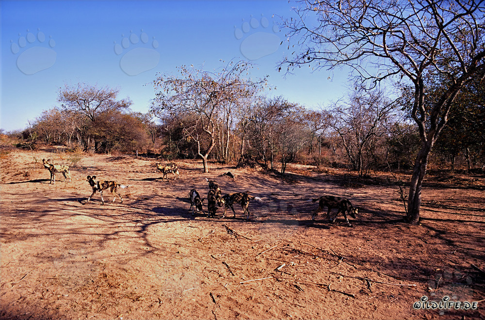 Affascinanti Cani Selvatici Africani nella Savana del Sudafrica