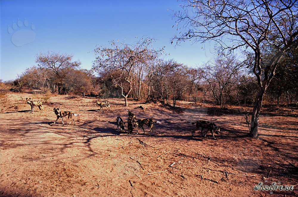 Les Fascinants Lycaons dans la Savane d'Afrique du Sud