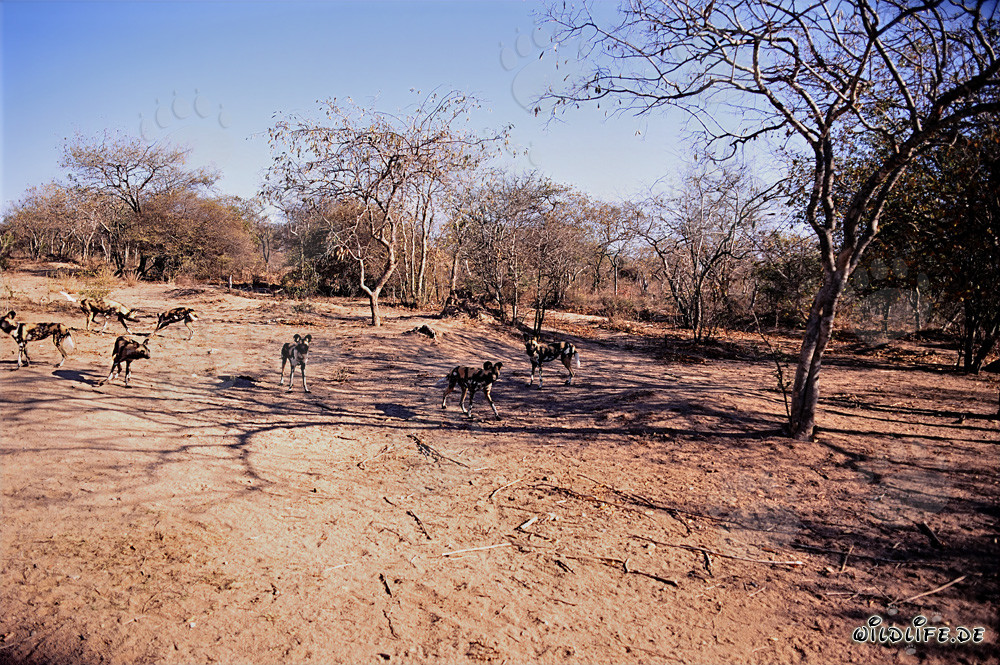Fascinating African Wild Dogs in the Savanna of South Africa