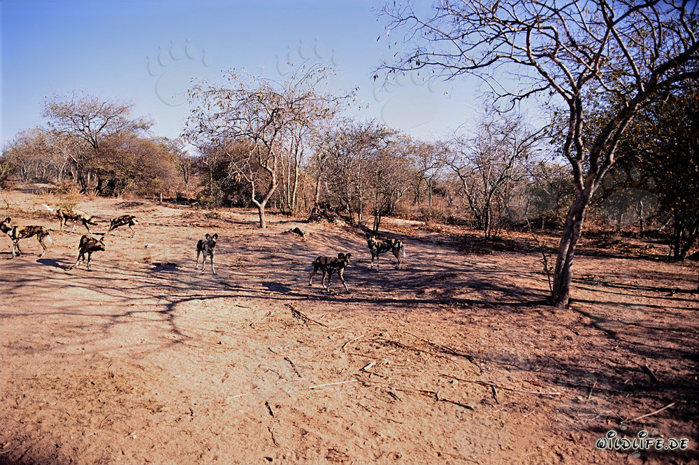 Faszinierende Afrikanische Wildhunde in der Savanne von Südafrika
