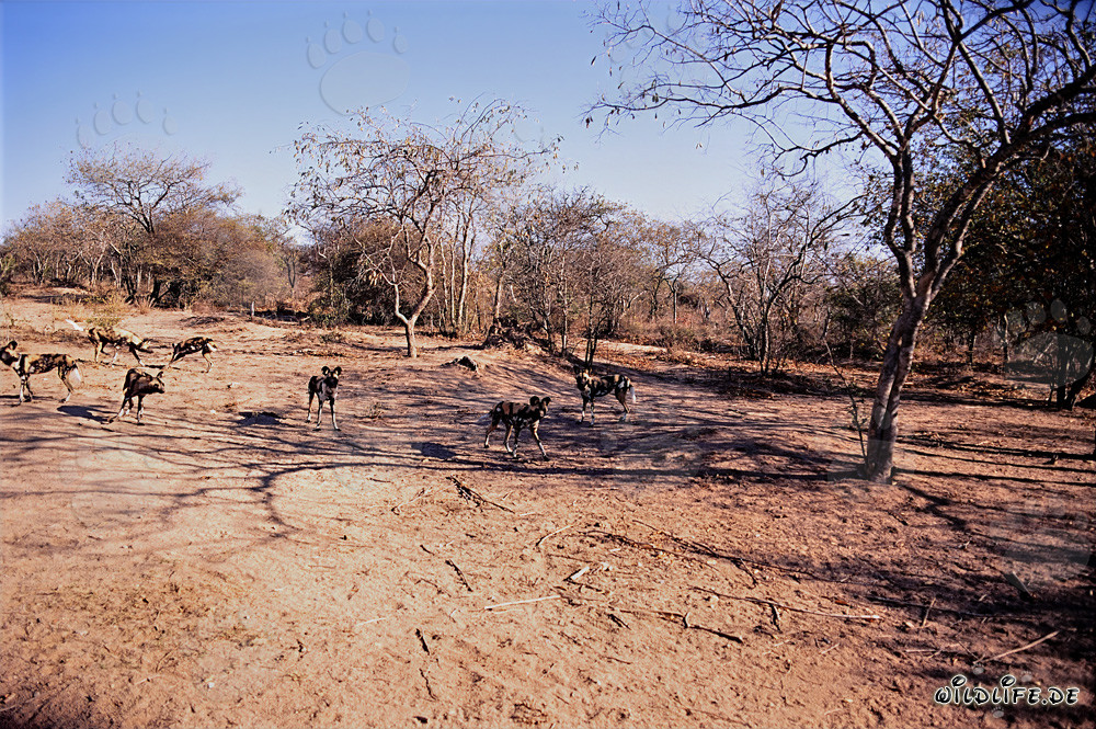 Fascinants Chiens sauvages africains dans la savane d'Afrique du Sud