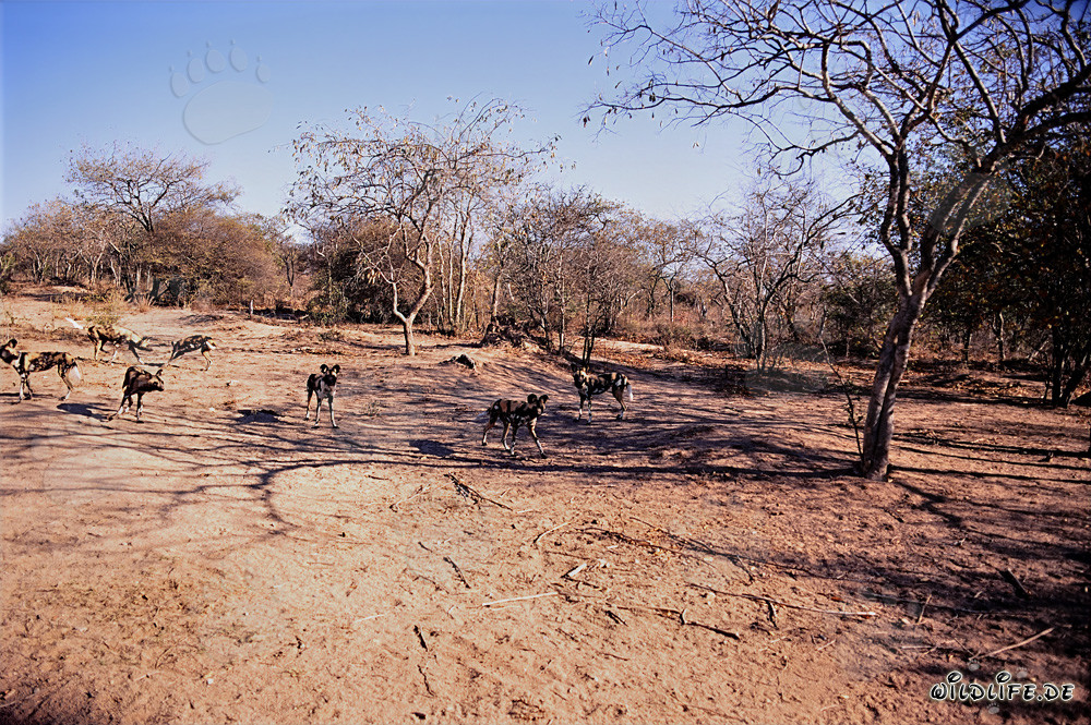 Fascinantes perros salvajes africanos en la sabana de Sudáfrica