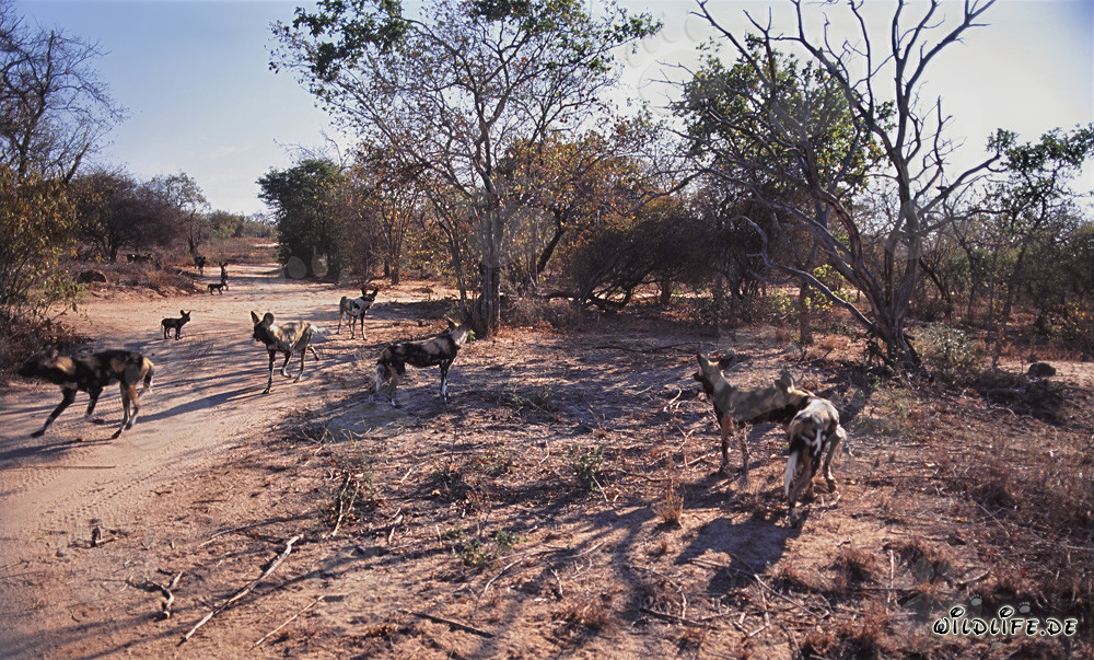 Fascinating African Wild Dogs in the Savanna of South Africa