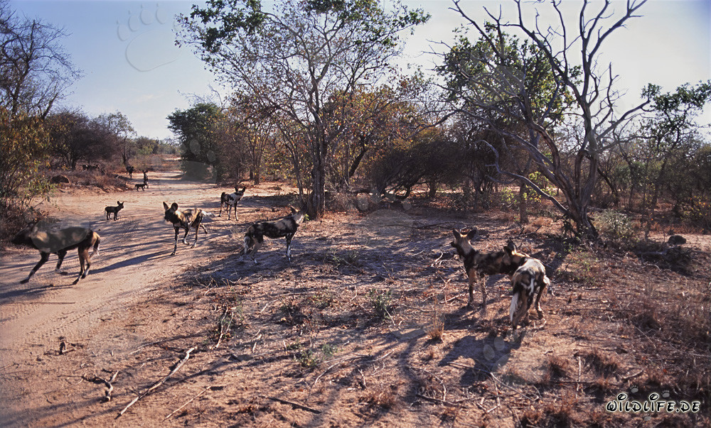 Faszinierende Afrikanische Wildhunde in der Savanne von Südafrika