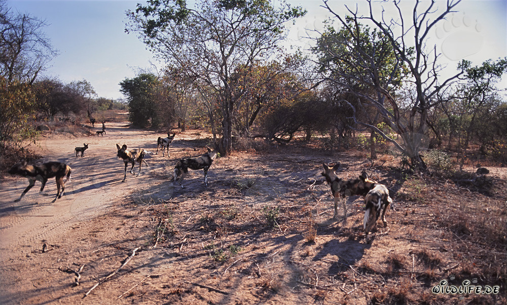 Affascinanti cani selvatici africani nella savana del Sudafrica