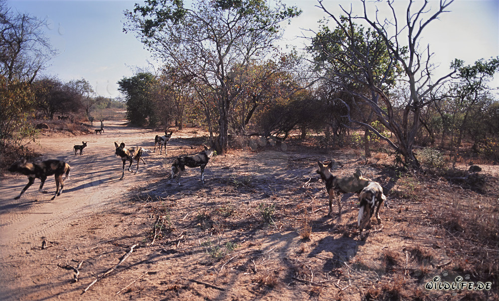 Fascinants lycaons africains dans la savane d'Afrique du Sud