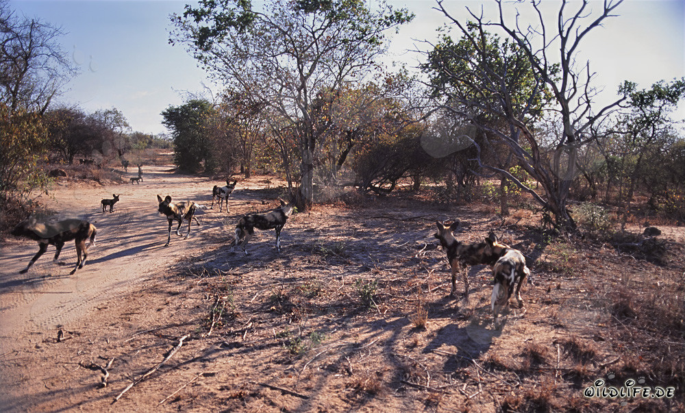 Fascinantes perros salvajes africanos en la sabana de Sudáfrica