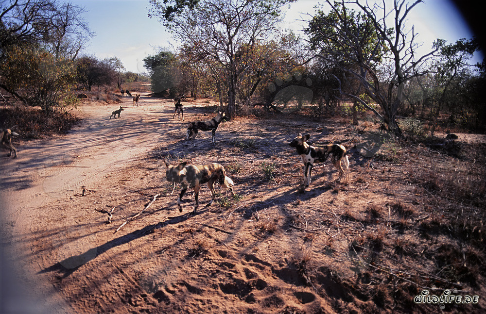 Afrikanische Wildhunde - Faszinierende Raubtiere der Savanne