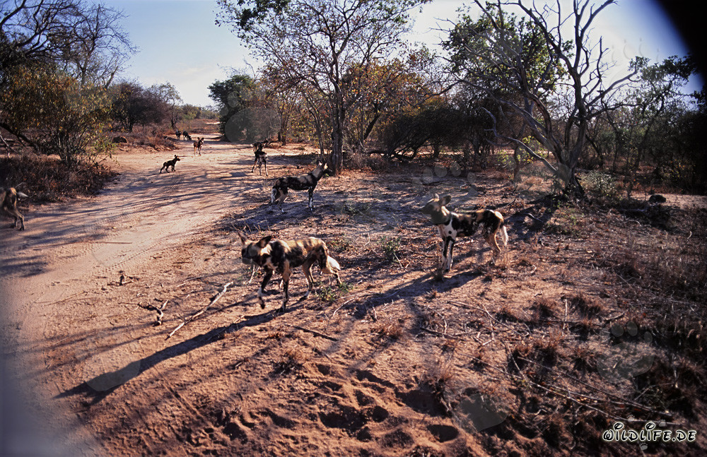 Perros salvajes africanos - Fascinantes depredadores de la sabana