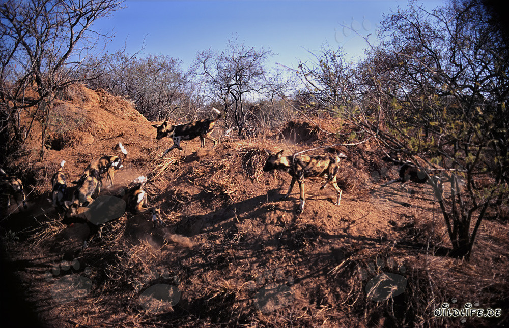 Fascinating African Wild Dogs in the Wilderness