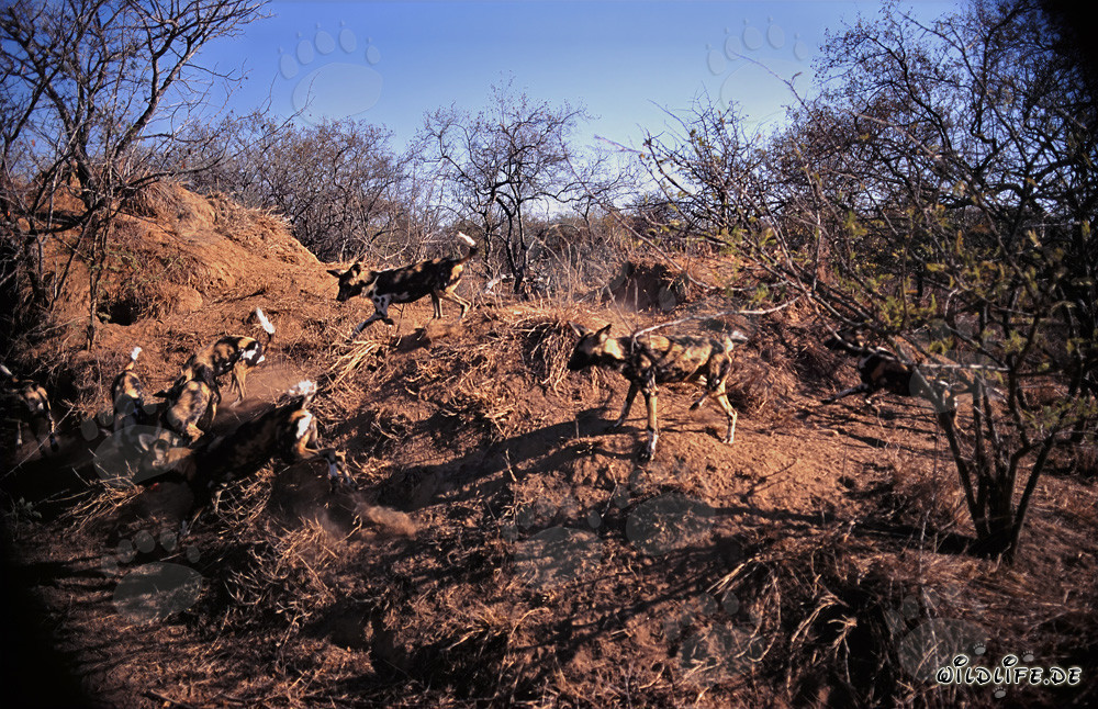 Faszinierende Afrikanische Wildhunde in freier Wildbahn