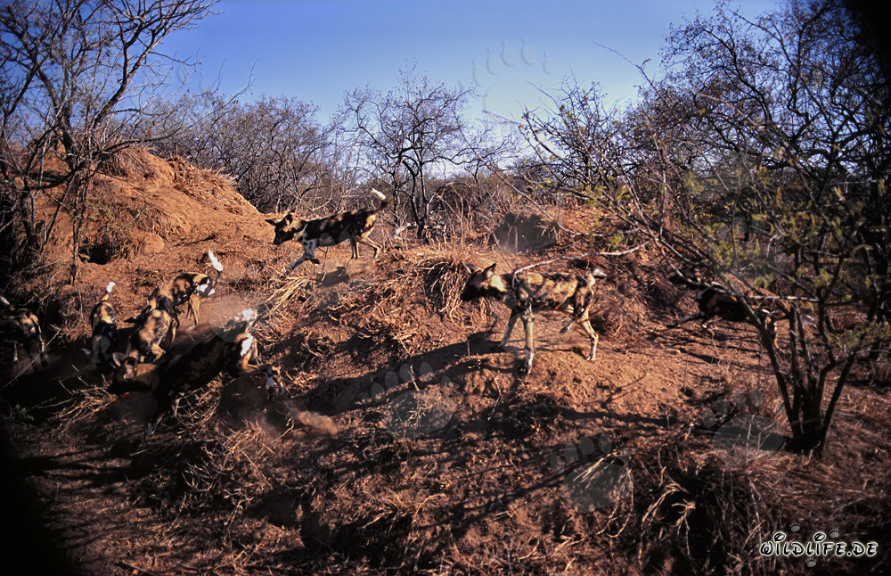 Affascinanti Cani Selvatici Africani in libertà