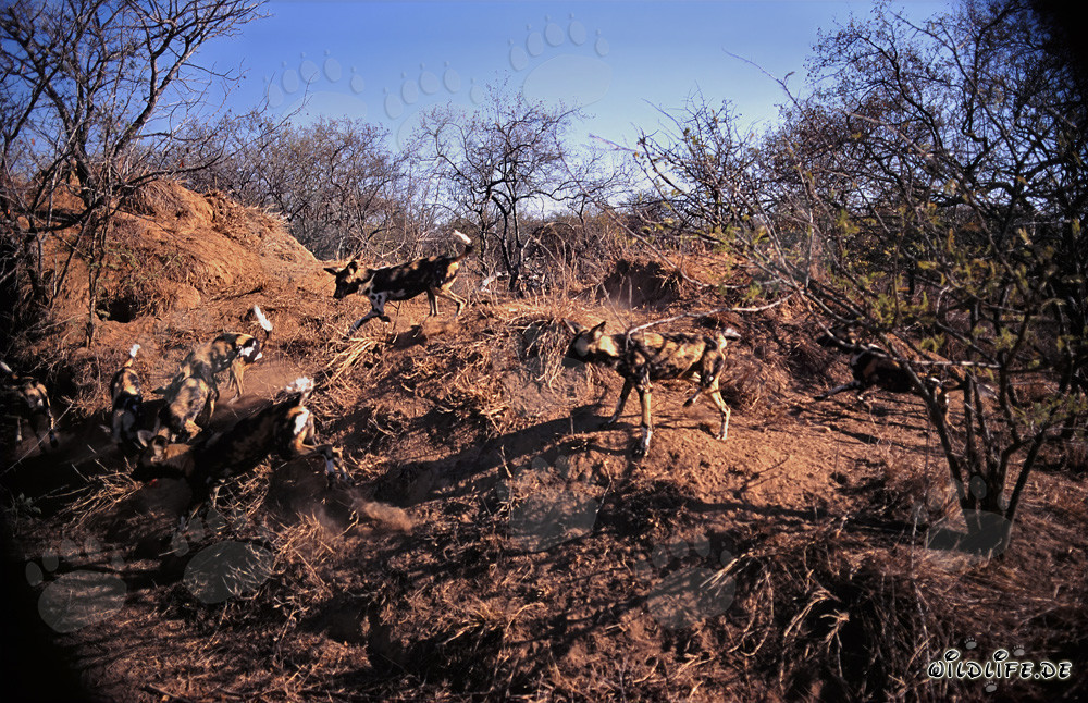 Fascinantes Perros Salvajes Africanos en su hábitat natural