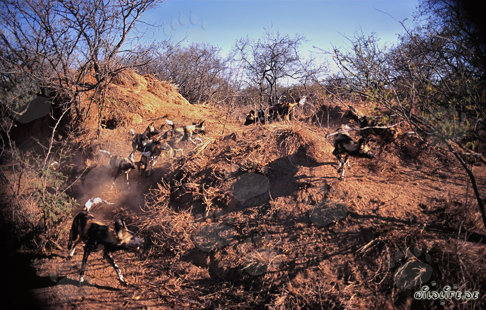 Fascinating African Wild Dogs in the Savanna