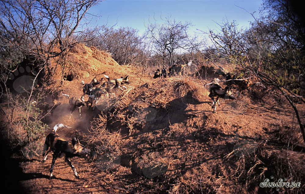 Faszinierende Afrikanische Wildhunde in der Savanne