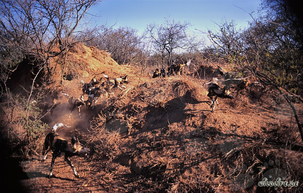 Affascinanti Cani Selvatici Africani nella savana